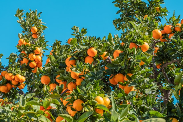 naranjas